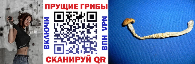 Псилоцибиновые грибы Cubensis  блэк спрут ссылка  Гвардейск 